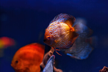 Underwater shot of Symphysodon fish