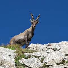 Young male alpine ibex looking down from a ridge.