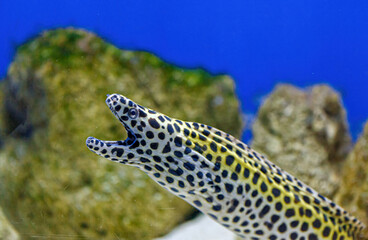 Underwater shot of Gymnothorax favagineus fish