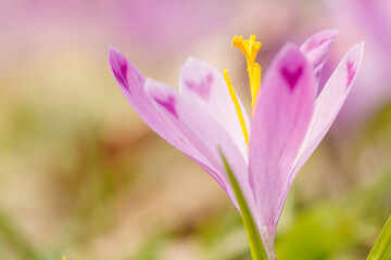Fototapeta premium Purple beautiful blooming crocuses in spring against the background of grass