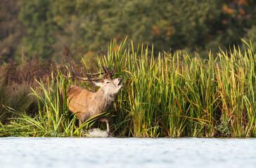 Red deer stag bellowing in water