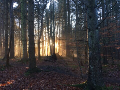 Winter sunlight through trees near Fyvie Castle, Aberdeenshire.