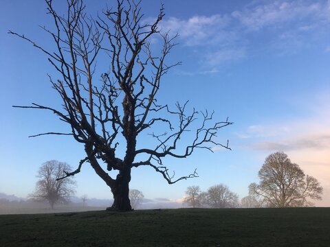Dead tree in the winter against cold fog and field. Aberdeenshire, Scotland.