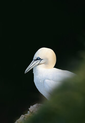 Close up of a Northern gannet against black background