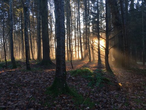 Winter afternoon light shafts through conifer forest, Aberdeenshire, Scotland