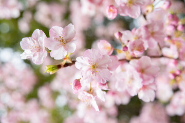 Fototapeta na wymiar 満開の桜。春のコンセプト。