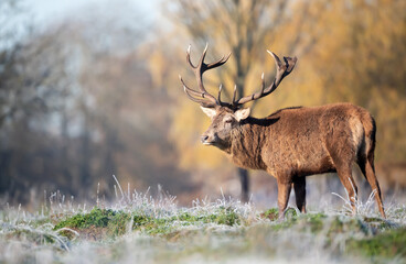 Naklejka na ściany i meble Red deer stag in winter on a chilly morning