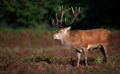 Close up of a red deer stag in autumn