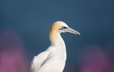 Close up of a Northern gannet in pink heather