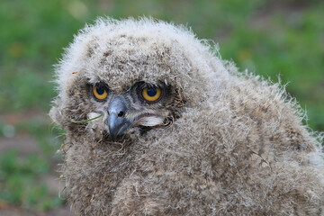 Obraz premium A young Eurasian Eagle Owl in a meadow 