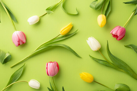 Spring concept. Top view photo of scattered pink yellow and white tulips on isolated light green background