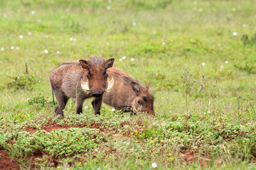Two young warthogs