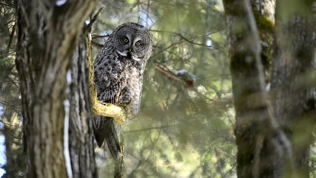 great grey owl