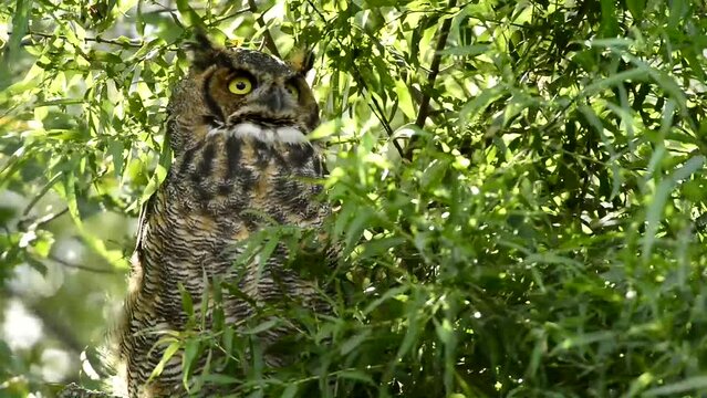 Great Horned Owl