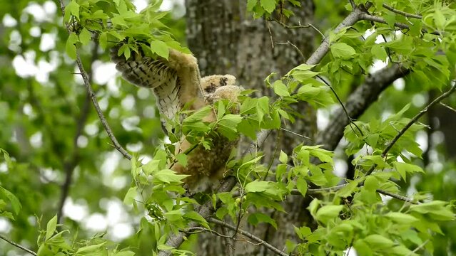 Baby Owl Walking Up Branch