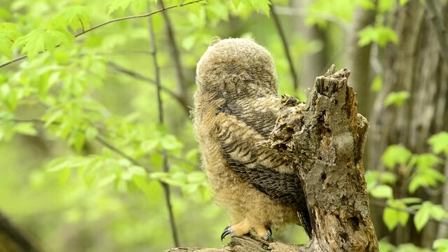 Baby Owl On Branch