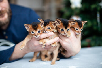 Man holding a bunch of  abyssinian ruddy kittens. Cute one month old kittens in the hands. Pets care. Breeding and reproduction of cats. Image for websites about cats. Selective focus.