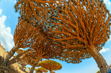 Fantasy landscape with a dragon tree. Symbol of the island of Socotra in the Indian Ocean.
