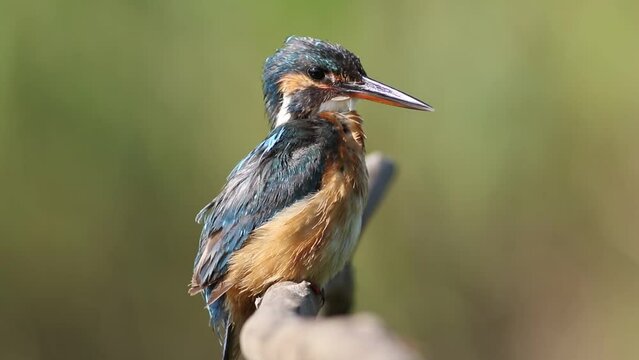 Сommon kingfisher, Alcedo atthis. A bird sits on a branch and brushes its feathers