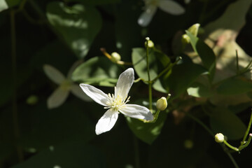 White flower in bloom