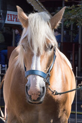 Horse in a halter