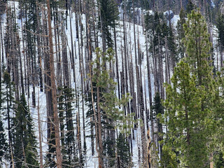 Trees in a winter snow