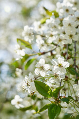 Apple tree in bloom with white flowers in orchard on blue sky blurred background