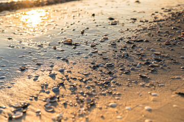 Sea shells on sand