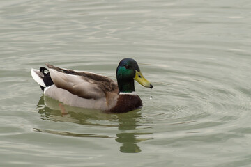 Wild drake swims in the pond