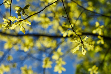 Spring branch, fresh young foliage and hiding in it little buds