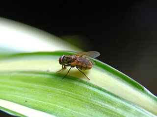 picture of a housefly on a leaf taken in closeup from the side