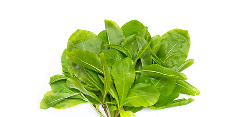 Green leaves of tummy wood or patana oak