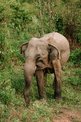 Fototapeta na wymiar Elephant Sri Lanka