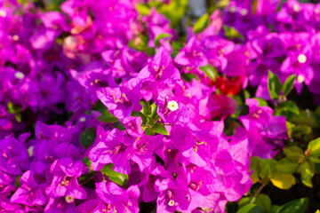 Fototapeta na wymiar Beautiful bougainvillea flowers with green leaves
