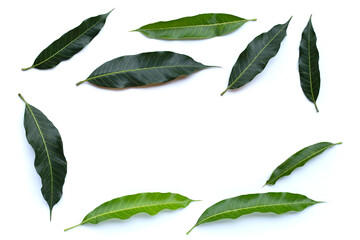 Frame made of mango leaves on white background.