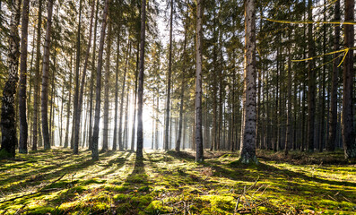 Sun rays in the forest