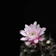 Obraz premium Pink cactus flower macro closeup with black background