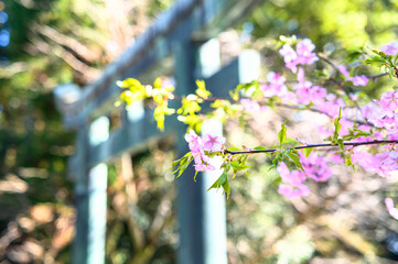 桜と神社
