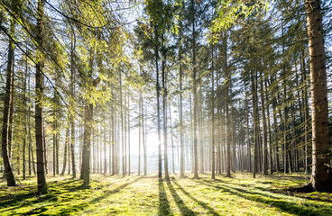 Fototapeta na wymiar Sun rays in the forest