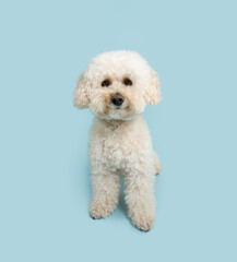 Portrait happy white poodle puppy dog sitting and looking at camera. Isolated on blue pastel background