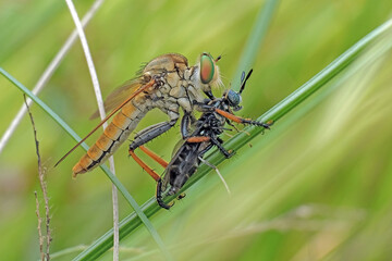 robberfly with prey