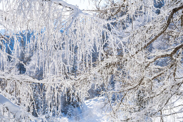 Winter forest in Seefeld, Austria