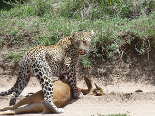 leopard with dead prey