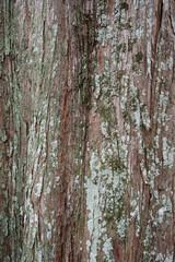 木のテクスチャ素材