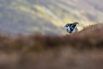 Scottish sheep on the hillside, Perthshire, UK