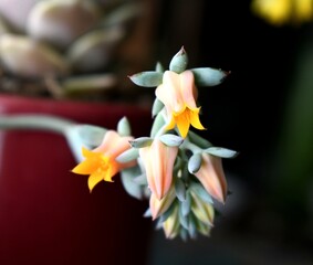  yellow succulent flowers