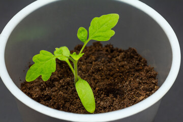 Close-up a can with a green tomato seedling.