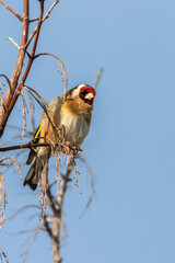 European Goldfinch perched on a tree branch