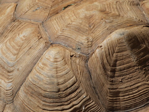 turtle shell texture detail