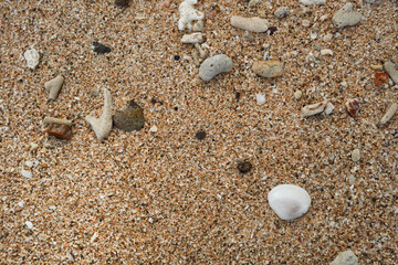 abstract background a collection of sea coral fragments and sea shells on the white sand surface of the beach